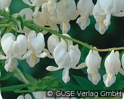Weißes Tränendes Herz (Stauden für Beete, Rabatten & Schnitt) Bild der Staude 'Weißes Tränendes Herz' (Dicentra spectabilis 'Alba')