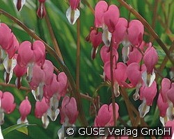 Tränendes Herz (Stauden für Beete, Rabatten & Schnitt) Bild der Staude 'Tränendes Herz' (Dicentra spectabilis)