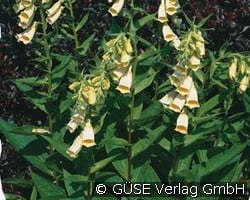 Fingerhut (Perennials for beds, border & cut) Picture of the perennial 'Fingerhut' (Digitalis grandiflora)