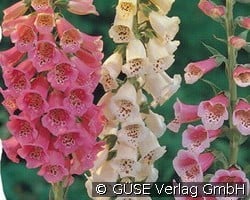 Fingerhut (Stauden für Beete, Rabatten & Schnitt) Bild der Staude 'Fingerhut' (Digitalis purpurea 'Gloxiniaeflora')