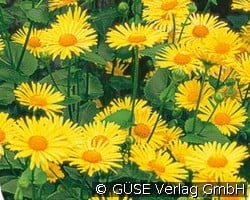 Gemswurz (Stauden für Beete, Rabatten & Schnitt) Bild der Staude 'Gemswurz' (Doronicum orientale)