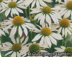 Weißer Sonnenhut (Stauden für Beete, Rabatten & Schnitt) Bild der Staude 'Weißer Sonnenhut' (Echinacea purpurea 'Alba')