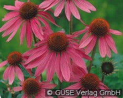 Roter Sonnenhut (Stauden für Beete, Rabatten & Schnitt) Bild der Staude 'Roter Sonnenhut' (Echinacea purpurea 'Magnus')