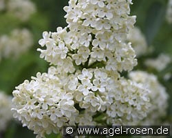Primrose (Edelflieder) Bild zu 'Primrose'