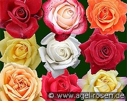 10 Edelrosen gemischt (Edelrose) Bild der Rose '10 Edelrosen gemischt' (Edelrose)