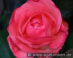 Aachener Dom (Edelrose) Bild der Rose 'Aachener Dom' (Edelrose)