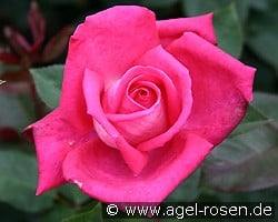 Acapella (Edelrose) Bild der Rose 'Acapella' (Edelrose)