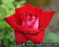 Adagio DDR (Edelrose) Bild der Rose 'Adagio DDR' (Edelrose)