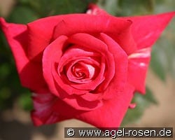 Agkon (Edelrose) Bild der Rose 'Agkon' (Edelrose)