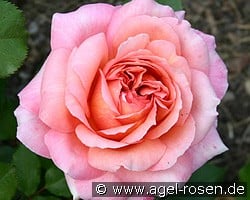 Albrecht Dürer (Edelrose) Bild der Rose 'Albrecht Dürer' (Edelrose)