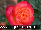 Bild der Rose 'Alinka' (Edelrose)