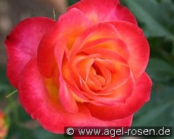 Alinka (Edelrose) Bild der Rose 'Alinka' (Edelrose)