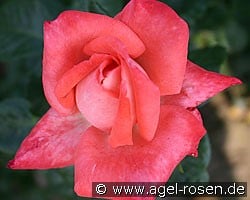Alte Liebe (Edelrose) Bild der Rose 'Alte Liebe' (Edelrose)