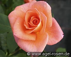 Ambassador (Edelrose) Bild der Rose 'Ambassador' (Edelrose)