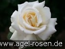 Bild der Rose 'Ambiente' (Edelrose)