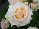 Ambiente (Edelrose) Bild der Rose 'Ambiente' (Edelrose)