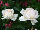 Ambiente (Edelrose) Bild der Rose 'Ambiente' (Edelrose)