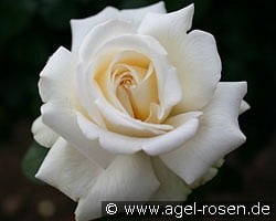 Ambiente (Edelrose) Bild der Rose 'Ambiente' (Edelrose)