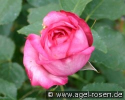 Anne Elizabeth (Edelrose) Bild der Rose 'Anne Elizabeth' (Edelrose)