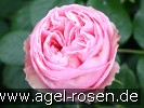 Bild der Rose 'Aphrodite' (Edelrose)