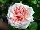 Aphrodite (Edelrose) Bild der Rose 'Aphrodite' (Edelrose)