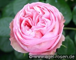 Aphrodite (Edelrose) Bild der Rose 'Aphrodite' (Edelrose)