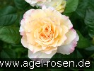 Bild der Rose 'Aquarell' (Edelrose)