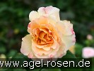 Bild der Rose 'Aquarell' (Edelrose)