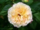 Aquarell (Edelrose) Bild der Rose 'Aquarell' (Edelrose)