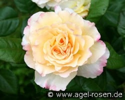Aquarell (Edelrose) Bild der Rose 'Aquarell' (Edelrose)