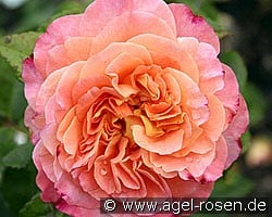 Augusta Luise (Edelrose) Bild der Rose 'Augusta Luise' (Edelrose)