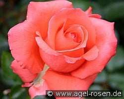 Ave Maria (Edelrose) Bild der Rose 'Ave Maria' (Edelrose)