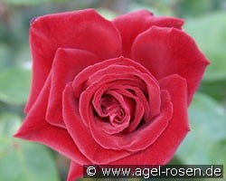 Ballade DDR (Edelrose) Bild der Rose 'Ballade DDR' (Edelrose)