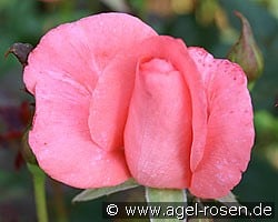 Basilika (Edelrose) Bild der Rose 'Basilika' (Edelrose)