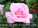 Bild der Rose 'Bayerntraum' (Edelrose)