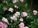 Bayerntraum (Edelrose) Bild der Rose 'Bayerntraum' (Edelrose)