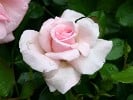 Bayerntraum (Edelrose) Bild der Rose 'Bayerntraum' (Edelrose)