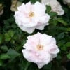 Bayerntraum (Edelrose) Bild der Rose 'Bayerntraum' (Edelrose)