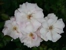 Bayerntraum (Edelrose) Bild der Rose 'Bayerntraum' (Edelrose)