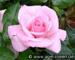 Bayerntraum (Edelrose) Bild der Rose 'Bayerntraum' (Edelrose)