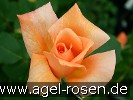 Bild der Rose 'Beauté' (Edelrose)