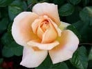 Beauté (Edelrose) Bild der Rose 'Beauté' (Edelrose)