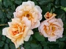 Beauté (Edelrose) Bild der Rose 'Beauté' (Edelrose)