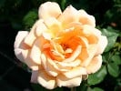 Beauté (Edelrose) Bild der Rose 'Beauté' (Edelrose)
