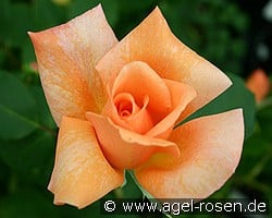 Beauté (Edelrose) Bild der Rose 'Beauté' (Edelrose)