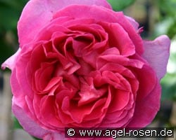 Bernadette Lafont (Edelrose) Bild der Rose 'Bernadette Lafont' (Edelrose)