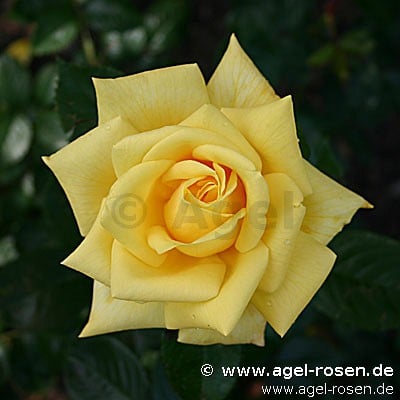Berolina (Edelrose) Bild der Rose 'Berolina' (Edelrose)
