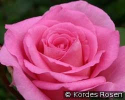 Beverly (Edelrose) Bild der Rose 'Beverly' (Edelrose)