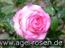 Bild der Rose 'Biedermeier Garden' (Edelrose)