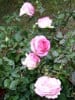 Biedermeier Garden (Edelrose) Bild der Rose 'Biedermeier Garden' (Edelrose)